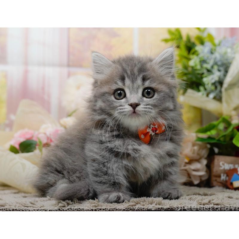 販売中の神奈川県のマンチカン-139865の10枚目