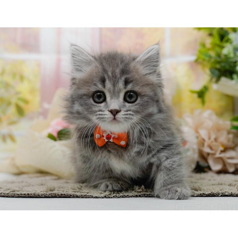 販売中の神奈川県のマンチカン-139865の9枚目