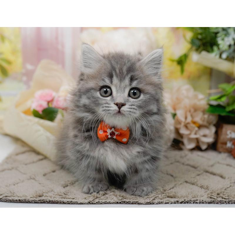 販売中の神奈川県のマンチカン-139865の8枚目