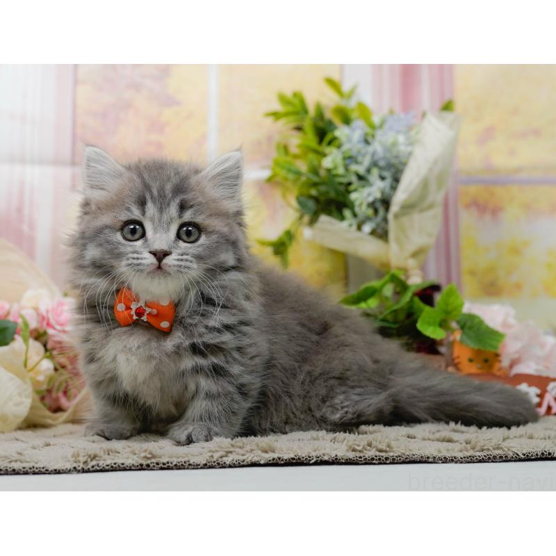 販売中の神奈川県のマンチカン-139865の7枚目