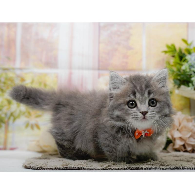 販売中の神奈川県のマンチカン-139865の5枚目