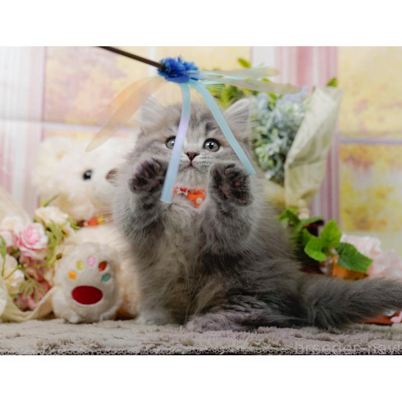 販売中の神奈川県のマンチカン-139865の4枚目