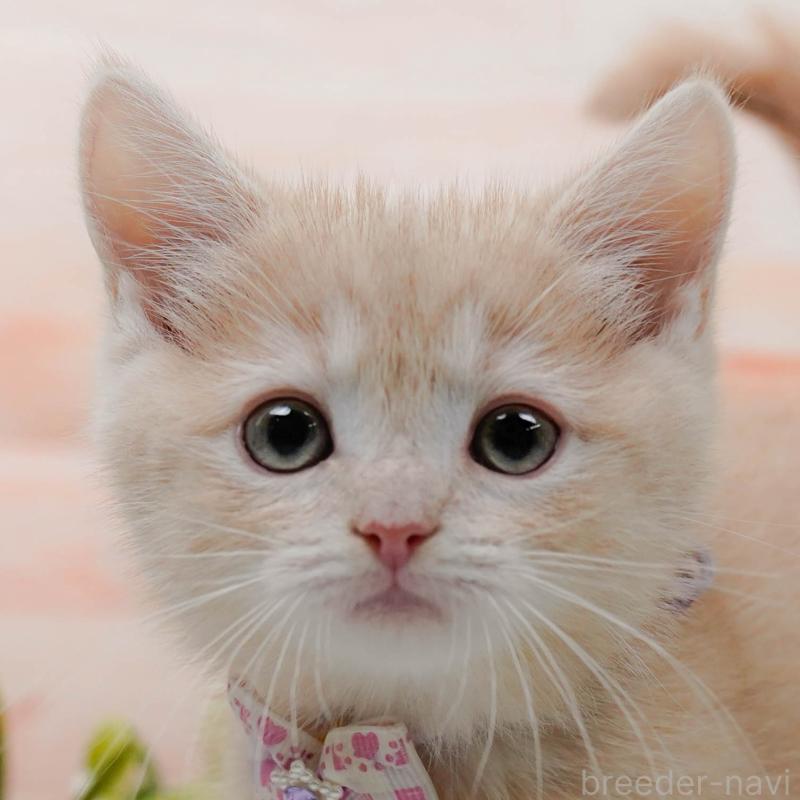 販売中の神奈川県のマンチカン-139870の1枚目