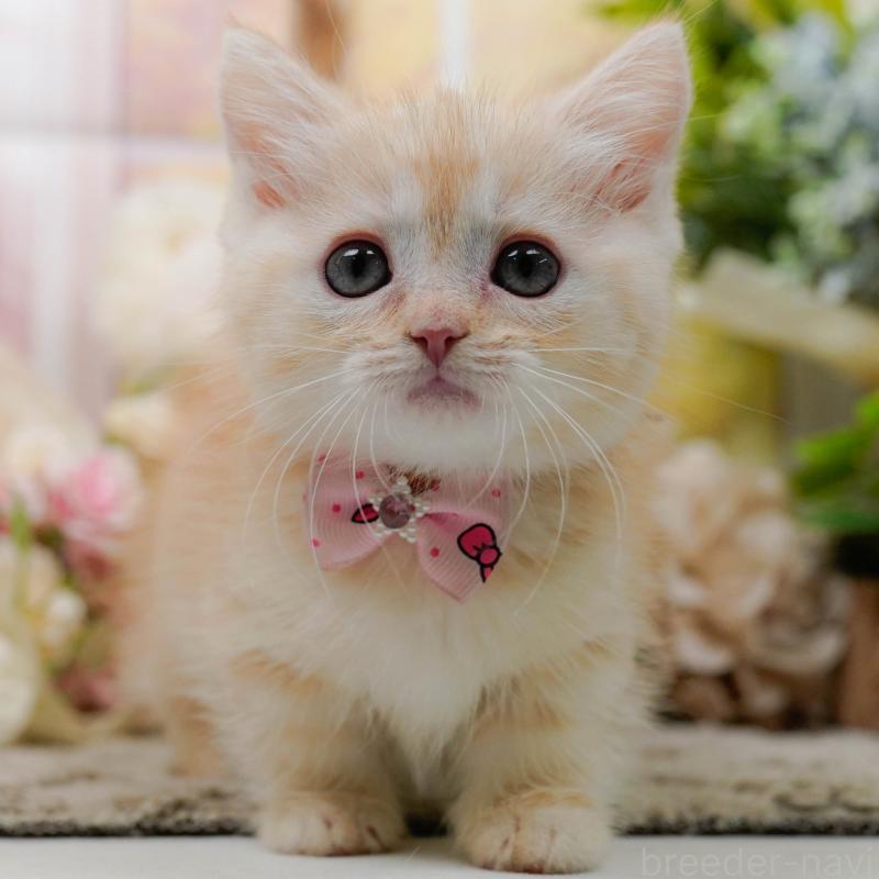 販売中の神奈川県のマンチカン-139871の1枚目