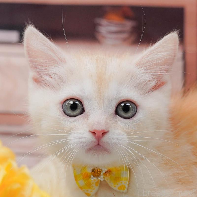 販売中の神奈川県のマンチカン-139872の1枚目