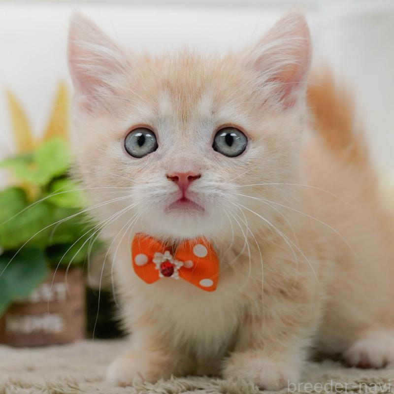 販売中の神奈川県のマンチカン-139873の1枚目