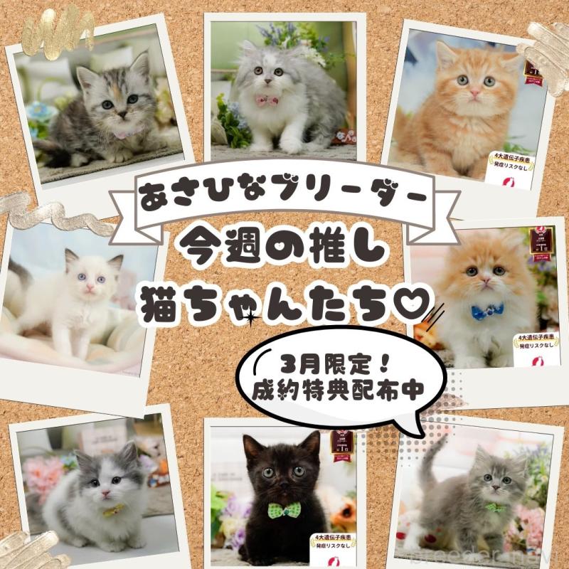 販売中の神奈川県のマンチカン-139874の3枚目