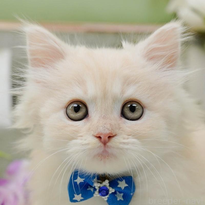 販売中の神奈川県のサイベリアン-139876の1枚目