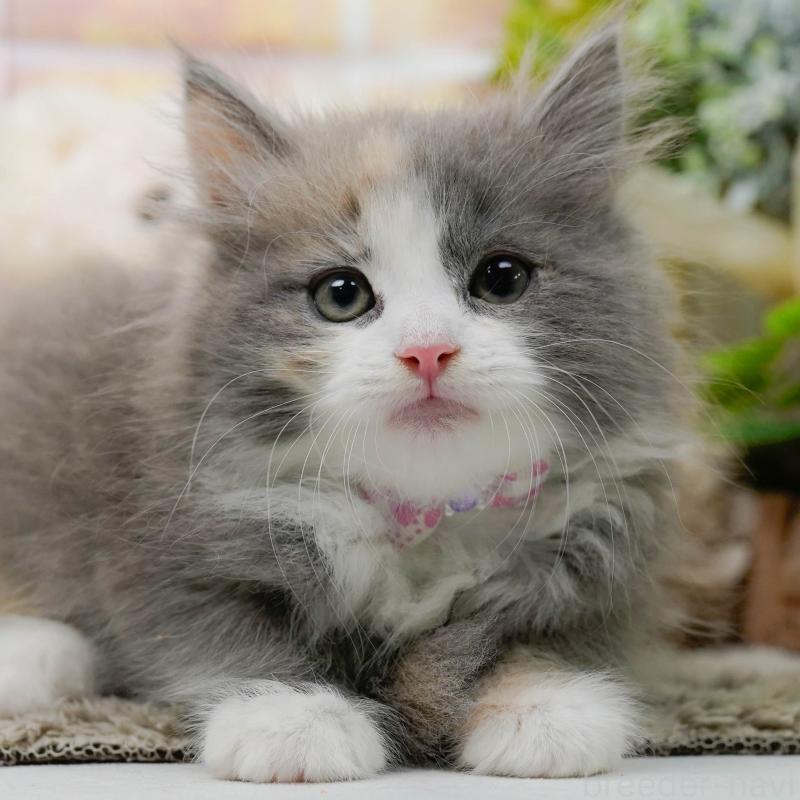 販売中の神奈川県のミックス-139877