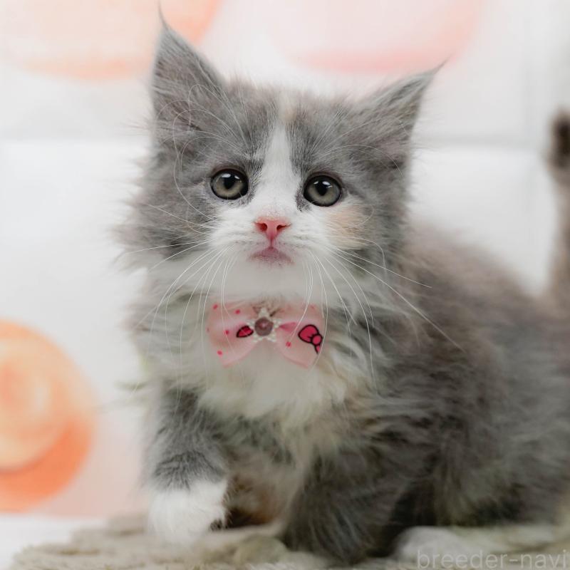 販売中の神奈川県のミックス-139878