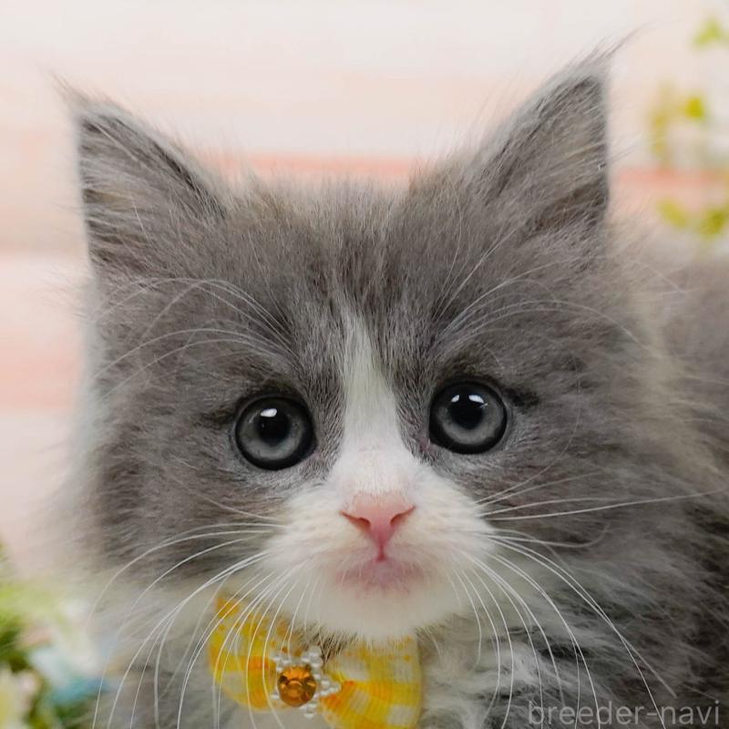 販売中の神奈川県のミックス-139879