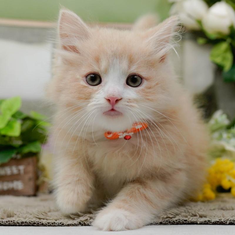 販売中の神奈川県のミックス-139880