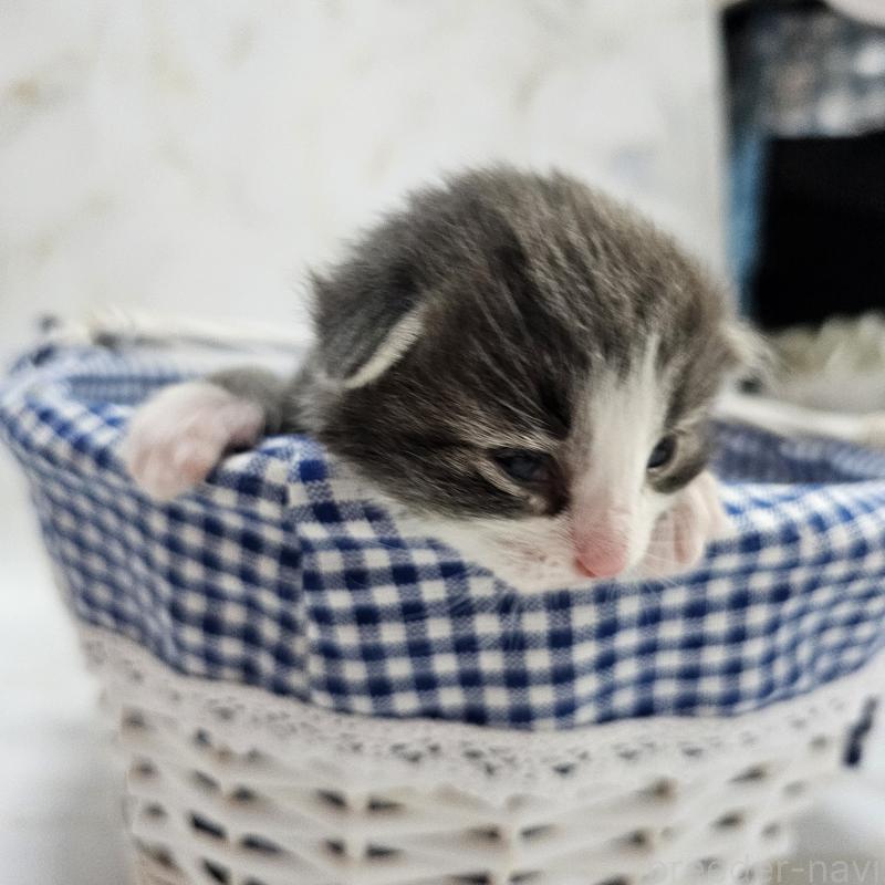 商談中の兵庫県のノルウェージャンフォレストキャット-139730