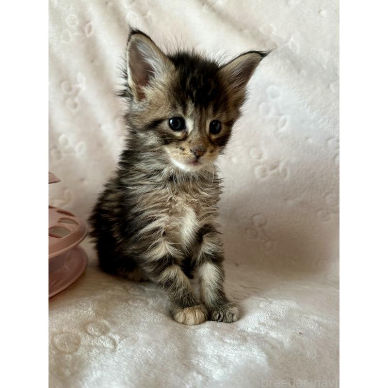 販売中の熊本県のメインクーン-139883の7枚目