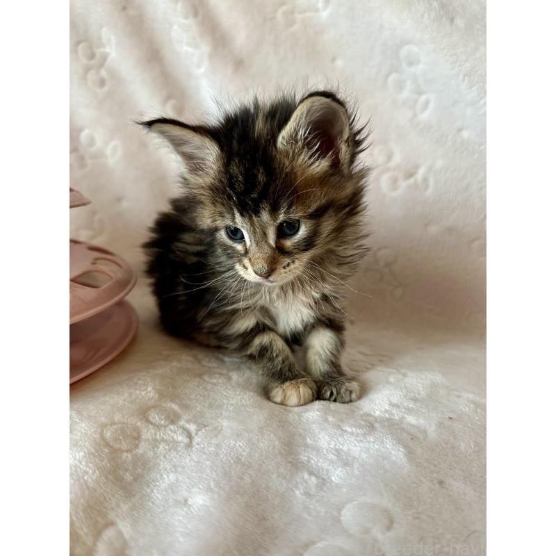 販売中の熊本県のメインクーン-139883の6枚目