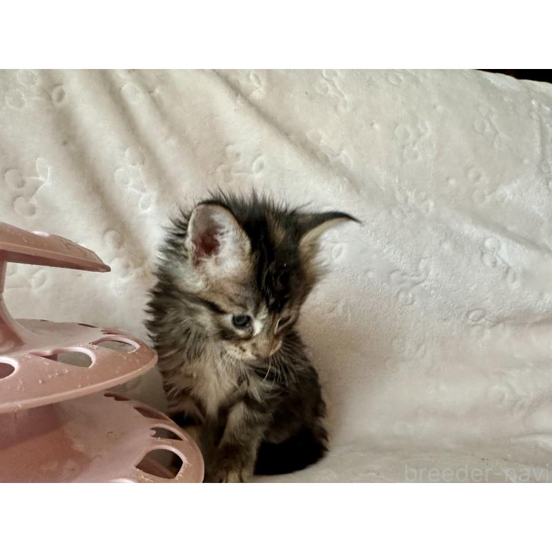 販売中の熊本県のメインクーン-139883の5枚目