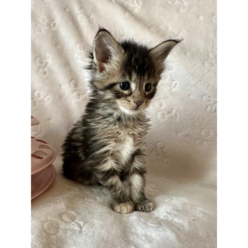 販売中の熊本県のメインクーン-139883の4枚目