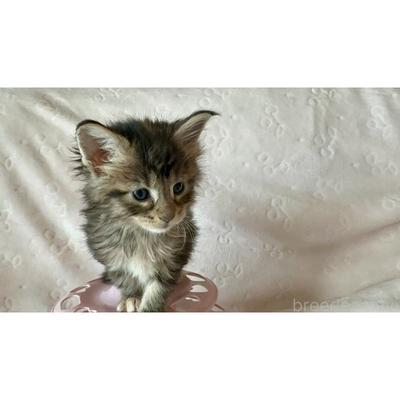 販売中の熊本県のメインクーン-139883の3枚目