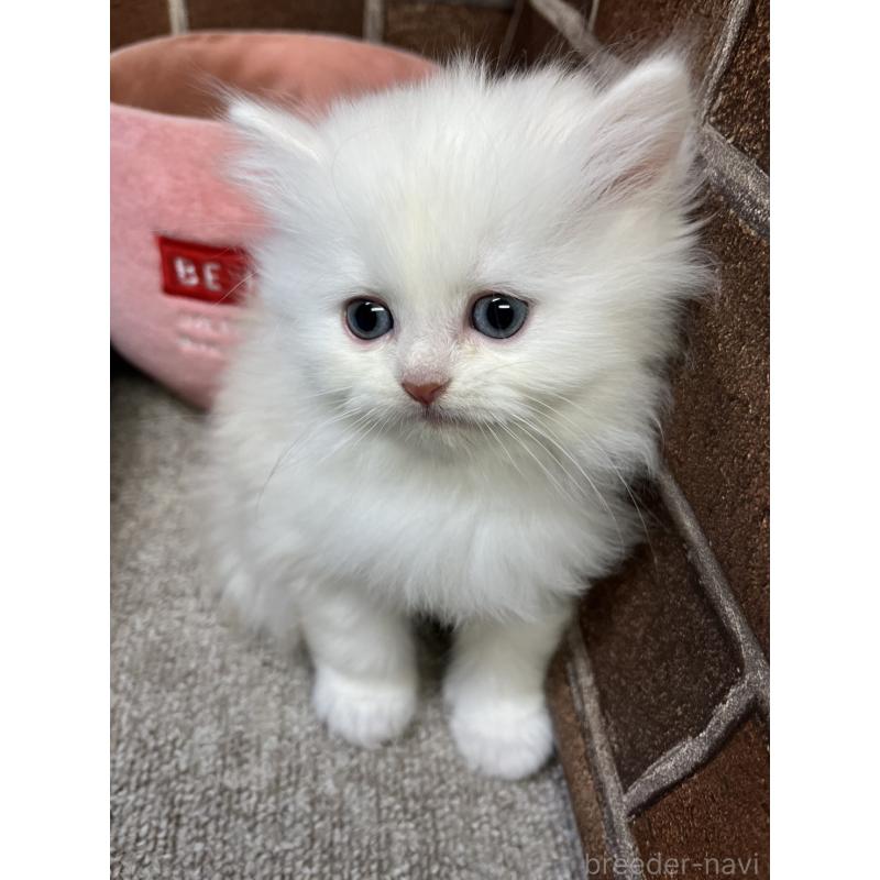 販売中の東京都のミヌエット-139884の15枚目