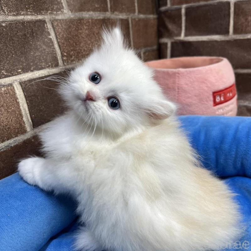 販売中の東京都のミヌエット-139884の1枚目