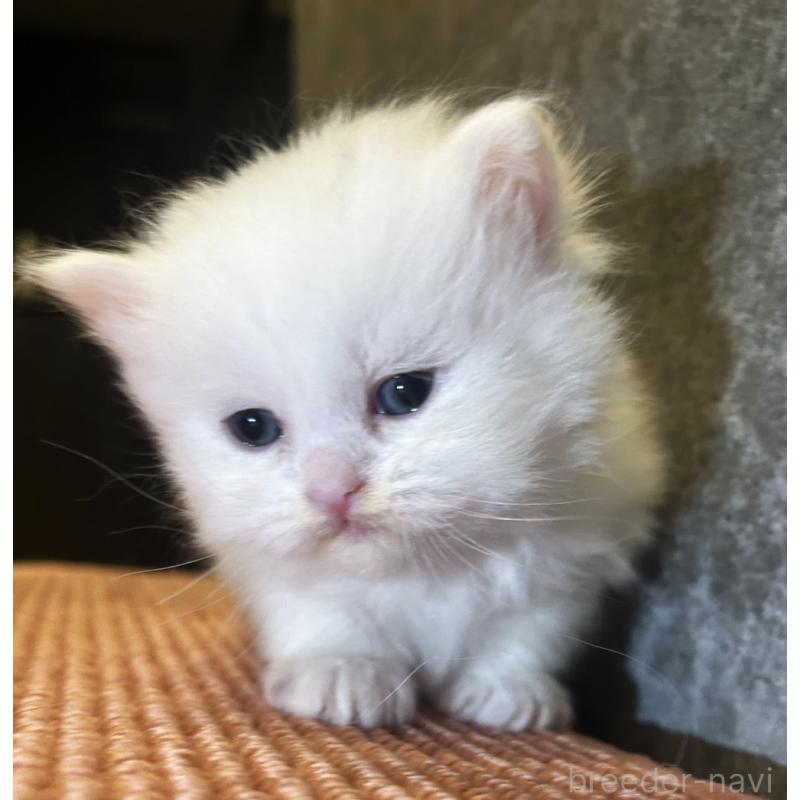 販売中の福岡県のミヌエット-139885の3枚目