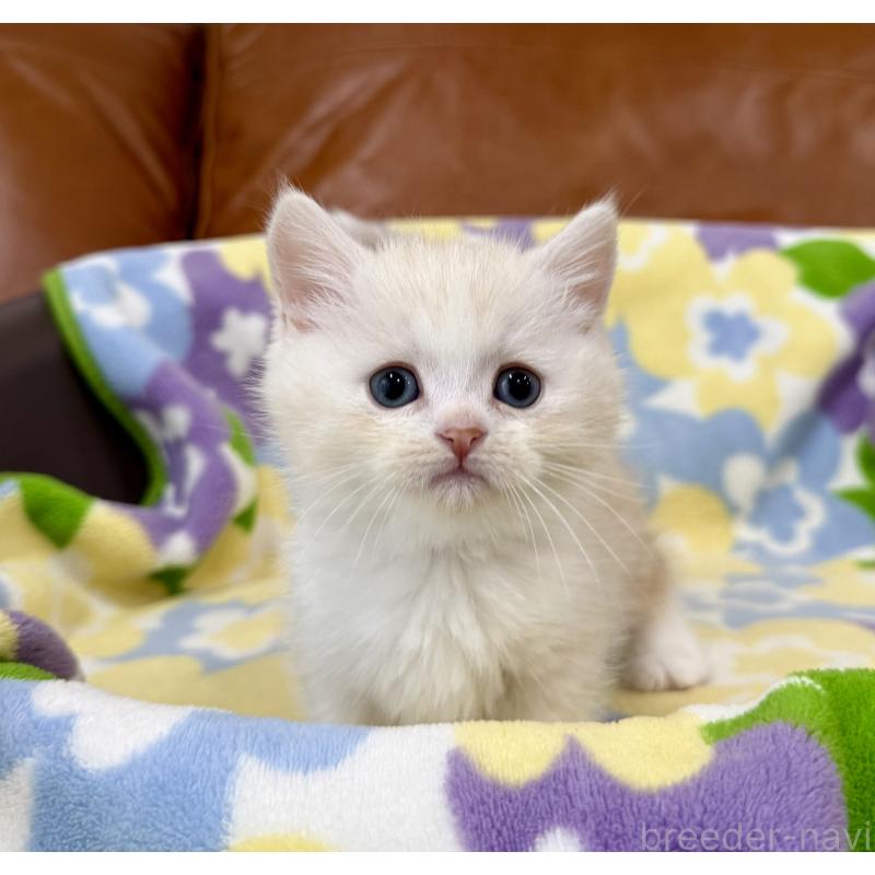 販売中の神奈川県のマンチカン-138804