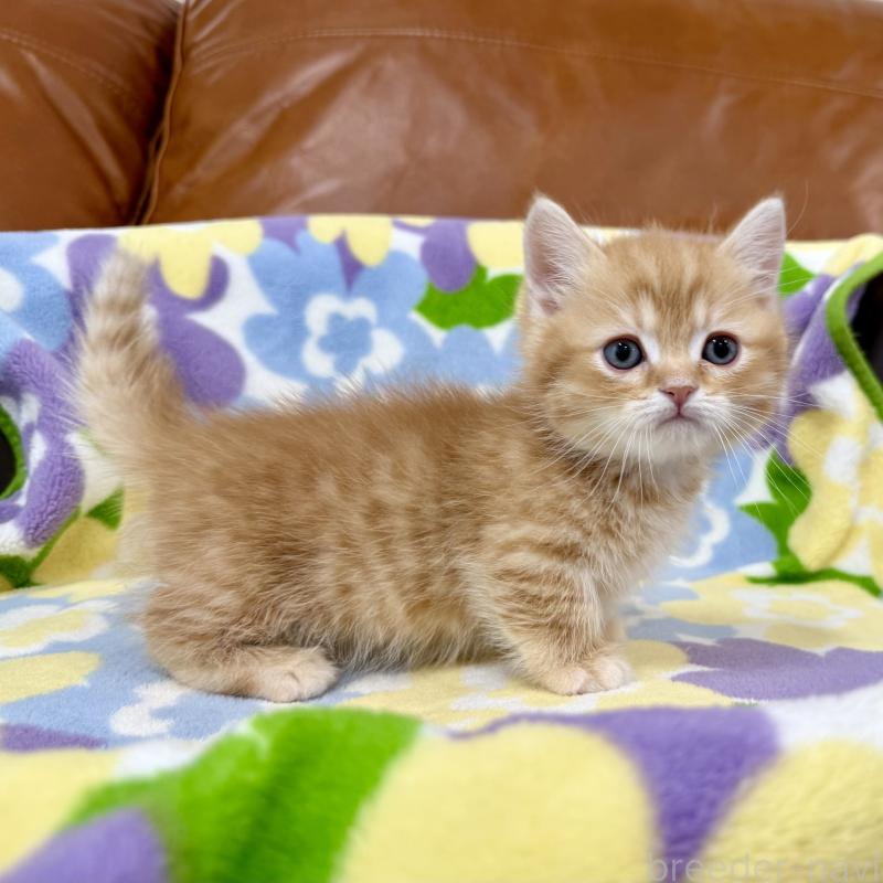 販売中の神奈川県のマンチカン-139481