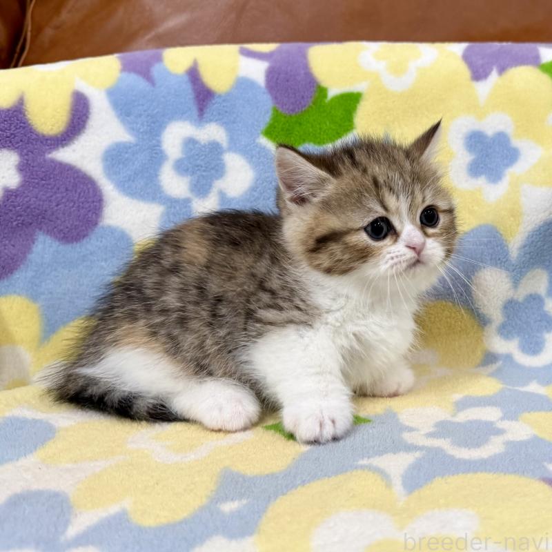 販売中の神奈川県のマンチカン-138807