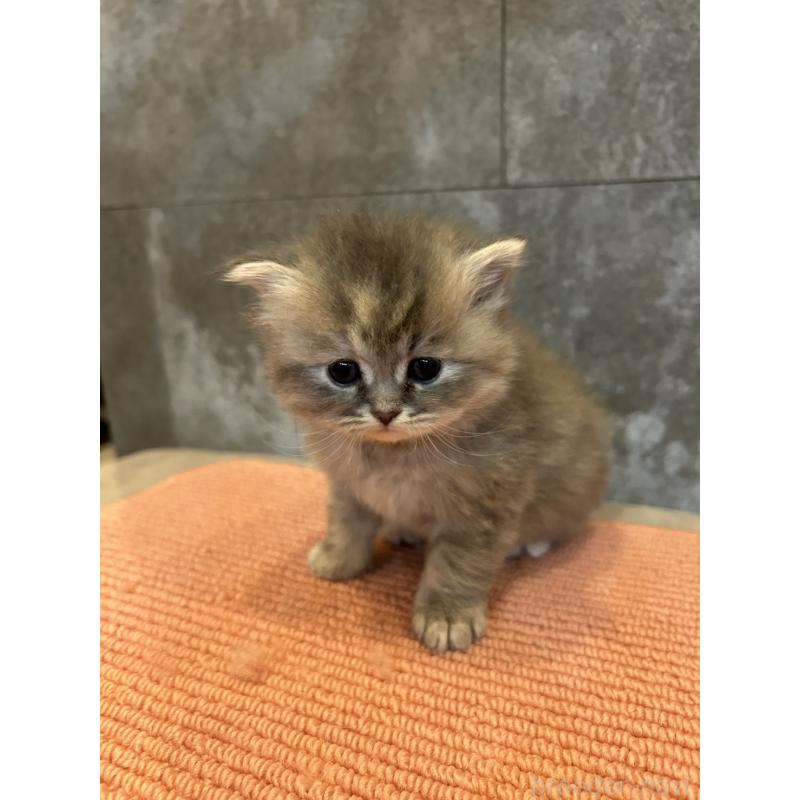 販売中の福岡県のミヌエット-139886の3枚目