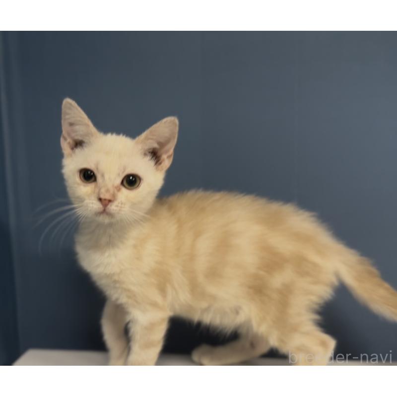 販売中の東京都のアメリカンショートヘア-139887の5枚目