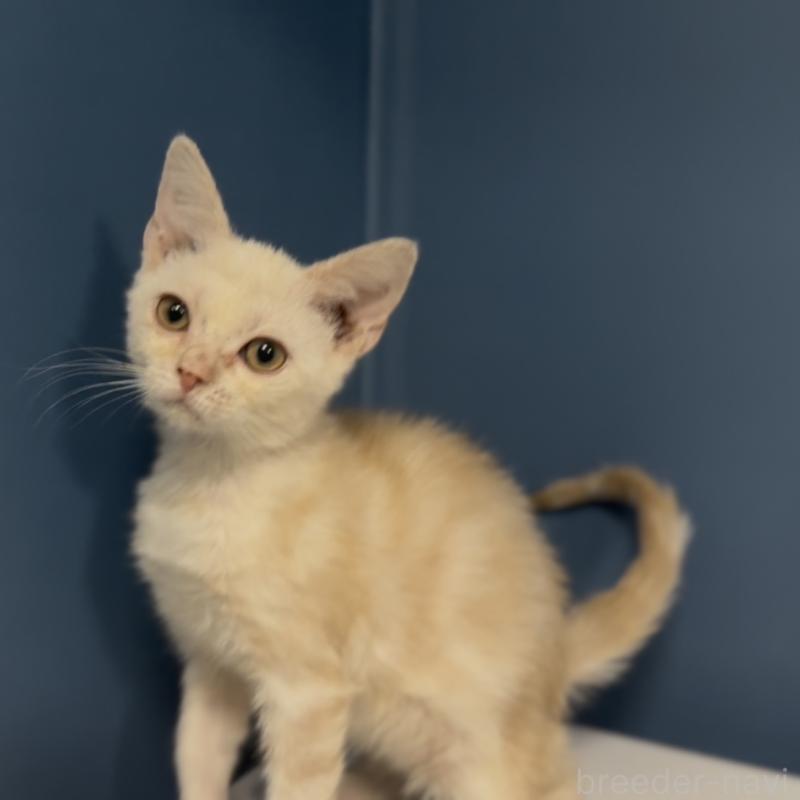 販売中の東京都のアメリカンショートヘア-139887の4枚目