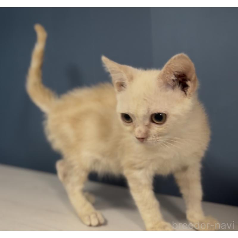 販売中の東京都のアメリカンショートヘア-139887の3枚目