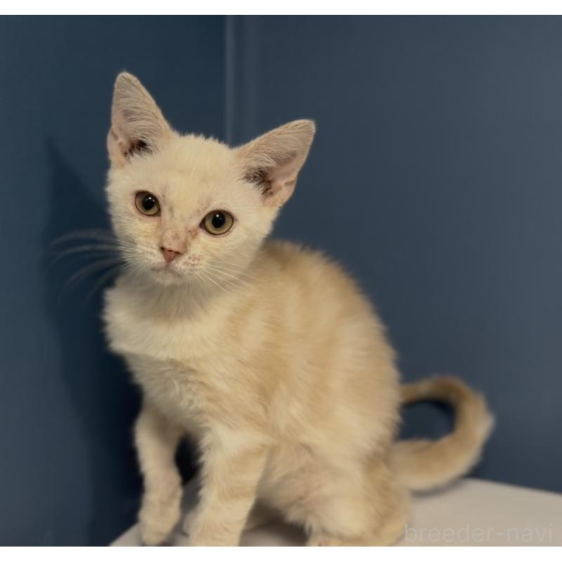 販売中の東京都のアメリカンショートヘア-139887の2枚目