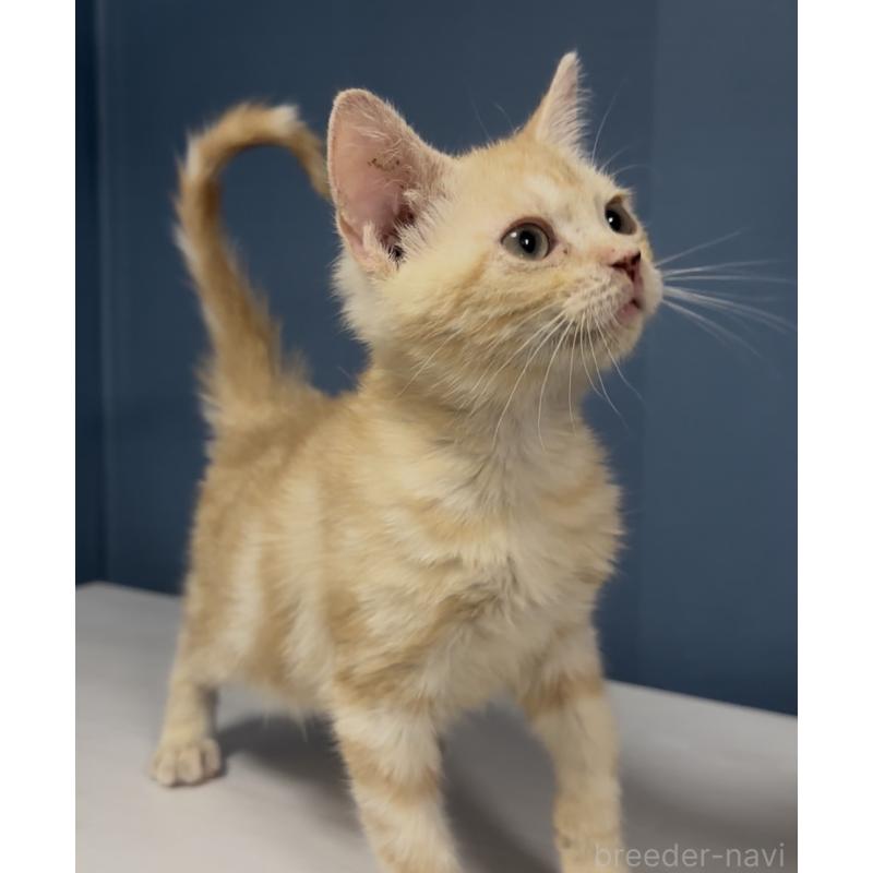 販売中の東京都のアメリカンショートヘア-139888の3枚目