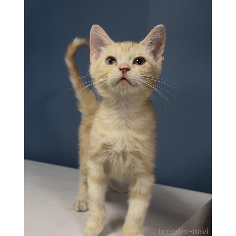 販売中の東京都のアメリカンショートヘア-139888の2枚目