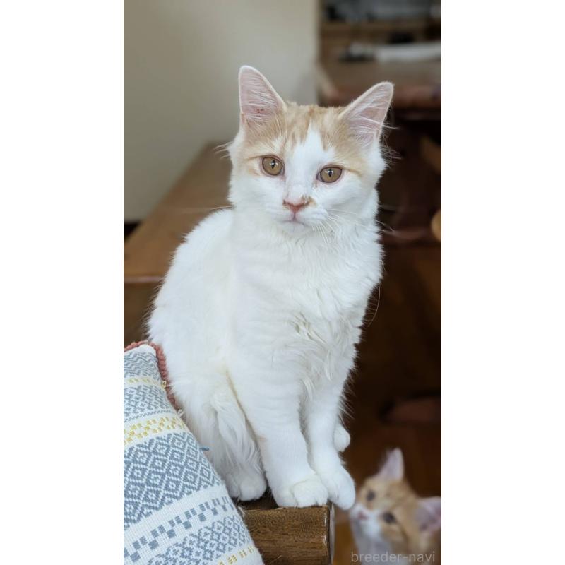 販売中の広島県のマンチカン-125368の2枚目