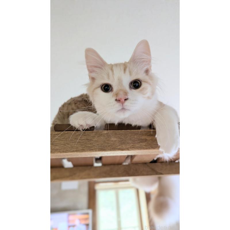 販売中の広島県のマンチカン-127410の4枚目