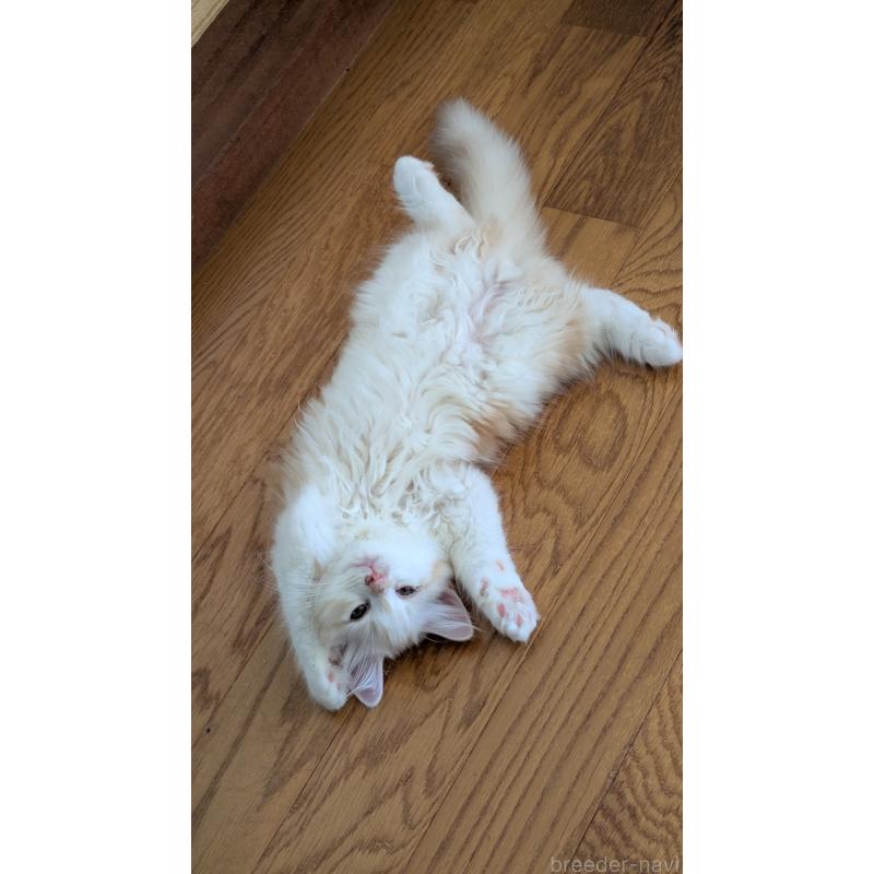 販売中の広島県のマンチカン-127410の3枚目