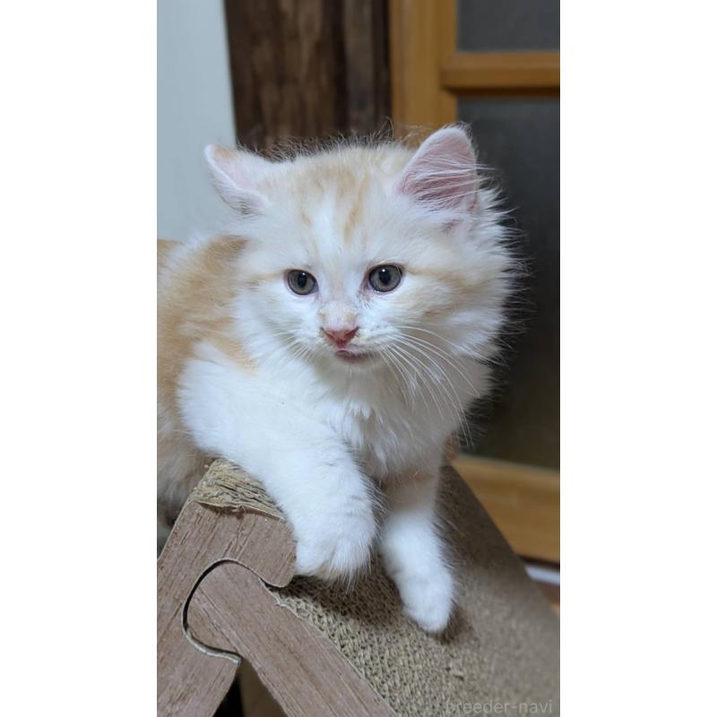 販売中の広島県のマンチカン-127410の2枚目