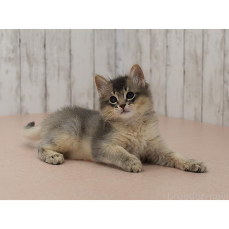 販売中の大阪府のソマリ-139823の9枚目