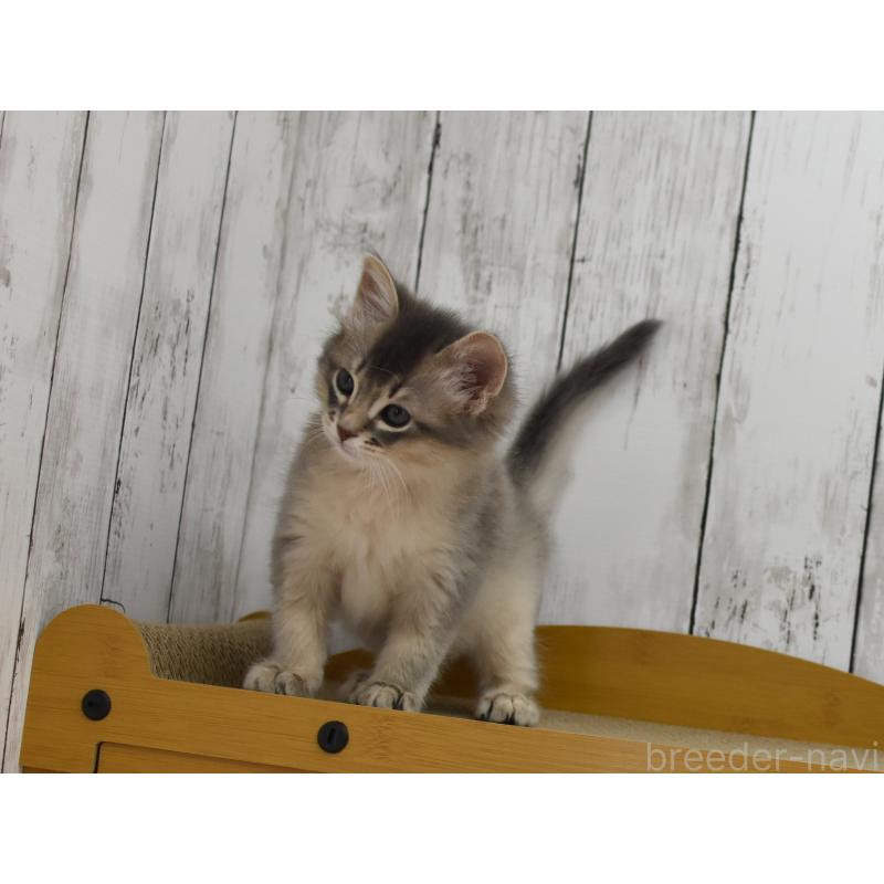 販売中の大阪府のソマリ-139823の8枚目