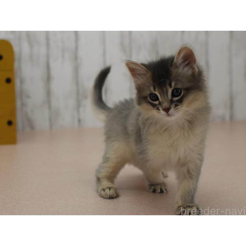 販売中の大阪府のソマリ-139823の6枚目