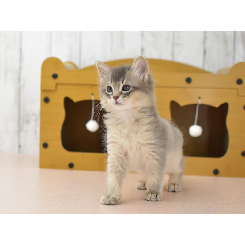 販売中の大阪府のソマリ-139823の5枚目