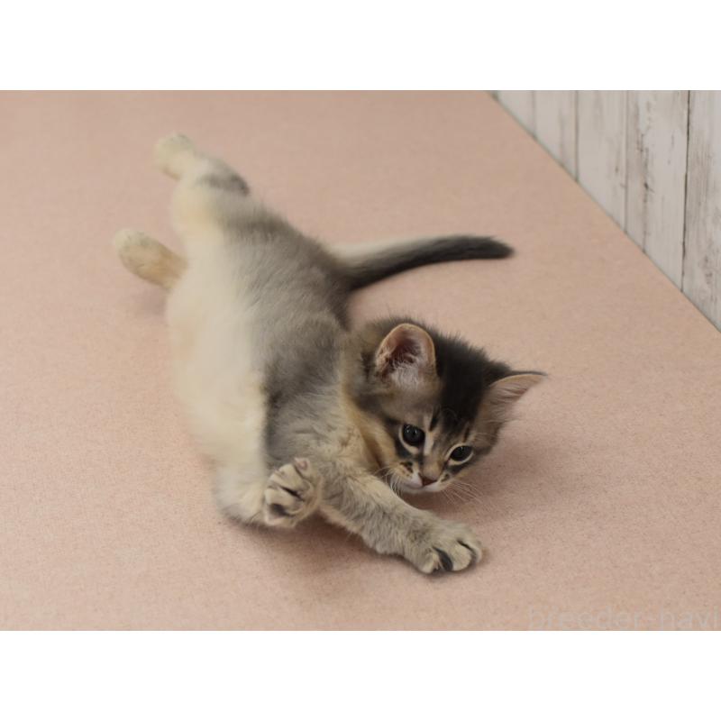 販売中の大阪府のソマリ-139823の4枚目