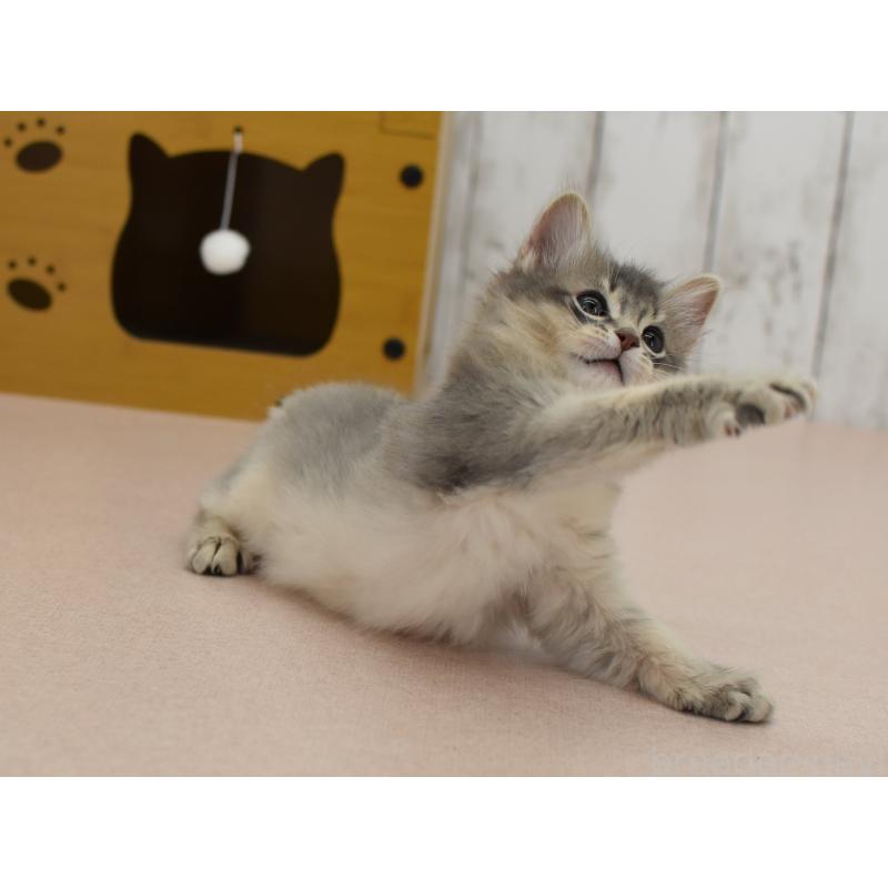 販売中の大阪府のソマリ-139823の3枚目