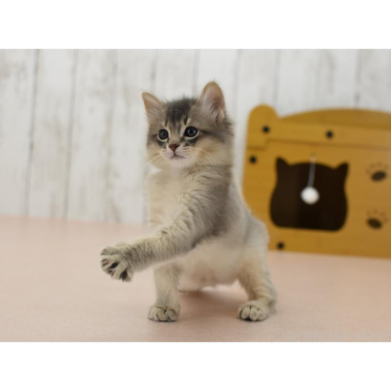 販売中の大阪府のソマリ-139823の2枚目