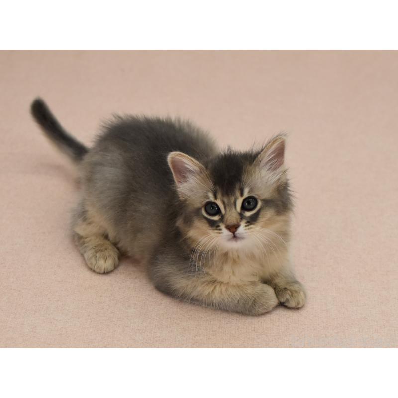 販売中の大阪府のソマリ-139824の9枚目