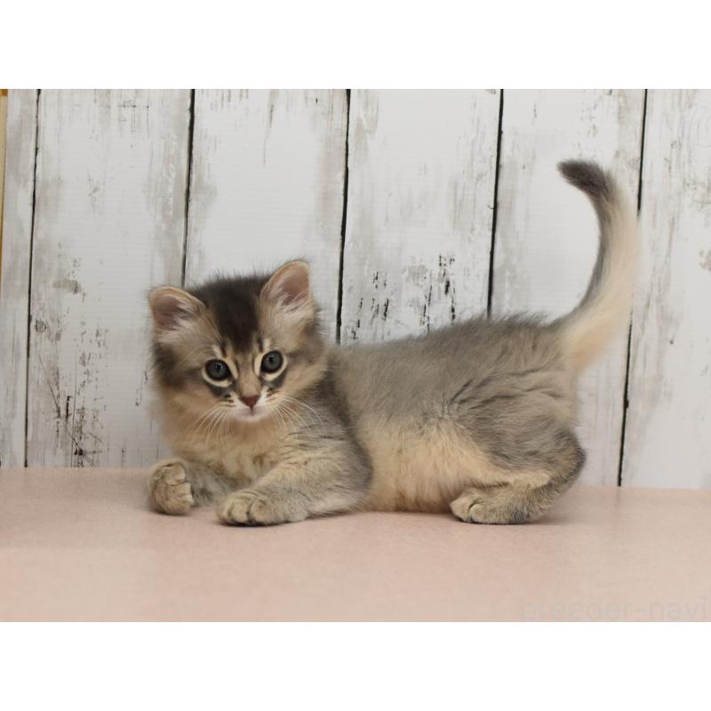 販売中の大阪府のソマリ-139824の8枚目