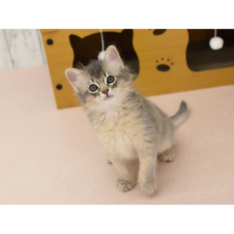 販売中の大阪府のソマリ-139824の7枚目