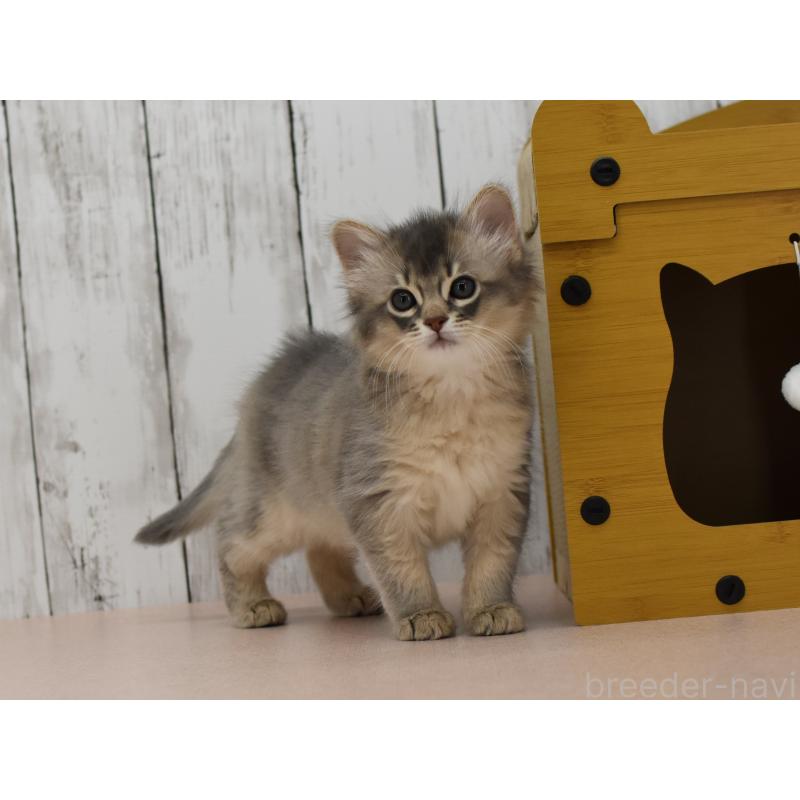 販売中の大阪府のソマリ-139824の6枚目